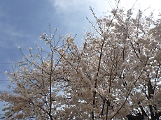 t_P1170774.jpg